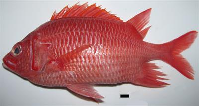 <mark class="highlighted">First Record</mark> of the Silverspot Squirrelfish Sargocentron caudimaculatum (Rüppell, 1838) in Mediterranean Waters